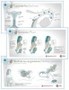 Le cycle de la femme et la grossesse